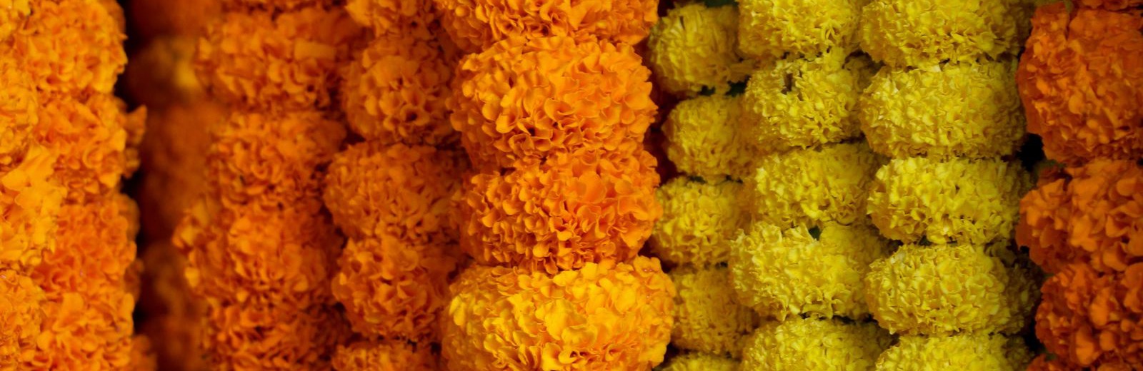 Strings of orange and yellow marigold garlands